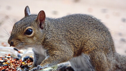Eastern gray squirrel (Sciurus carolinensis) eating bird seed from a patio in Panama City, Florida, USA