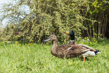Colorful two ducks in spring on green grass stand .Beautiful landscape