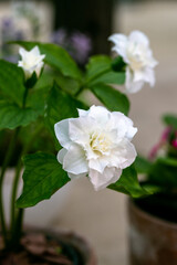 Trillium grandiflorum Snowbunting blossoms in the garden in spring