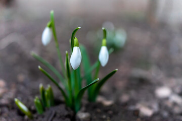 Symbol of spring awakening. The first spring flowers of snowdrops