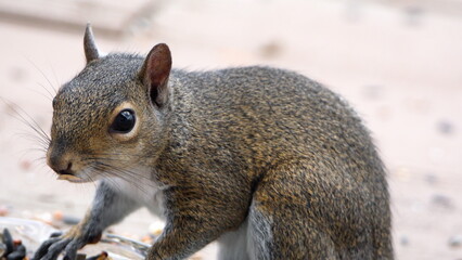Eastern gray squirrel (Sciurus carolinensis) eating bird seed from a patio in Panama City, Florida, USA