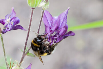 bumblebee on purple flower