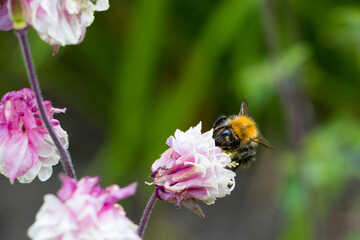 bumblebee on purple flower