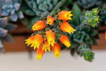Echeveria elegans is a species of succulent plant of the Crassulaceae family. - obrazy, fototapety, plakaty