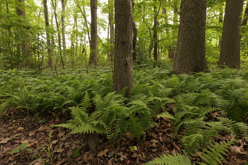 In late spring and early summer in the forests of North America, the most beautiful emerald green. Wilmington (USA).