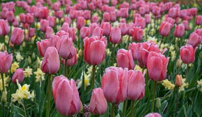 Fototapeta premium lots of beautiful pink tulips and daffodils in the meadow in spring.