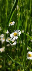 daisies in a field