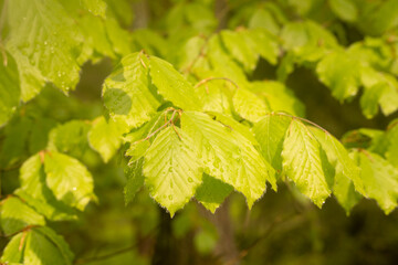 european beech common beech 
Fagus sylvatica in early spring