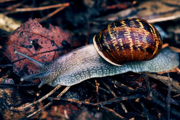 snail on forrest floor