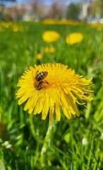 bee on a dandelion in the garden
