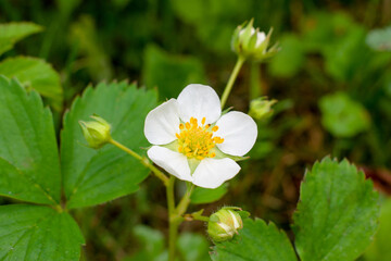 Blooming green garden strawberry bush. A bed of blooming strawberries in the garden. Strawberry...