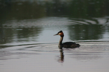 black and white goose