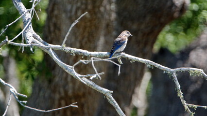 Juvenile blue jay (Cyanocitta cristata) perched in a tree in Panama City, Florida, USA