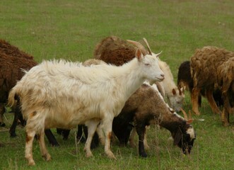 herd of sheep