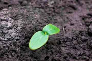 young green sprouts in the ground. Cucumber shoots. Green leaves. Black soil. Vegetable plants. Agricultural business. Free space for text. Blurred background. High quality photo