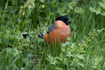 Male Eurasian bullfinch, Pyrrhula pyrrhula eating fresh plant parts in lush European garden during a spring day in May	