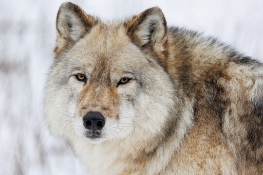Close up portrait of a Grey Wolf in winter