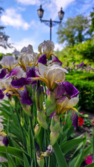 Irises bloom in the flowerbed.