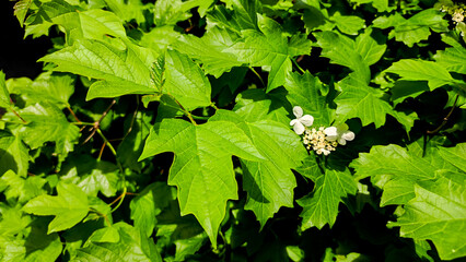 White viburnum flower close up. - 507373805