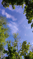 Blue sky and green tree branches.