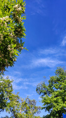Blue sky and tree branches. - 507373833
