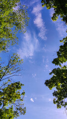 Blue sky and green tree branches. - 507373837