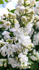 White lilac flower close up. - 507373880