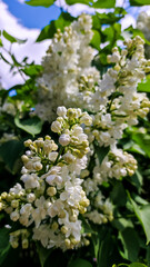 White lilac flower close up. - 507373893