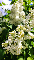 White lilac flower close up.