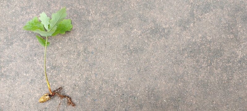 Small Oak tree. Kleiner Eichenbaum mit Eichel