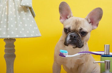 A purebred French bulldog dog with a cheerful muzzle, big eyes and ears sits against a yellow wall...