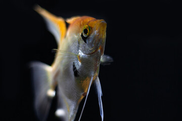 tropical freshwater aquarium.Close up photo of an Angel Fish,Pterophyllum scalare in fish tank.