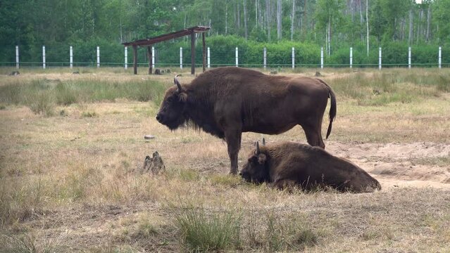 The European bison grazes in a limited paddock in the national park.