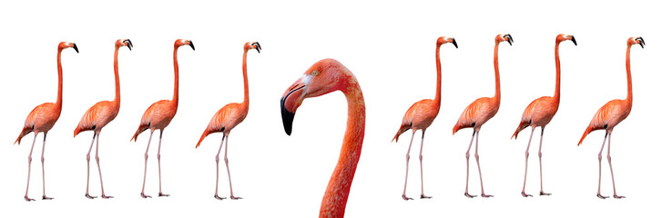 portrait flamingo isolated on white background