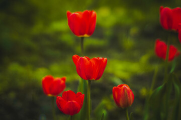 Red tulips, on a background of green grass, photo in the afternoon