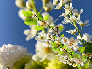 white yellow wild  flowers  blooming floral tree branch and green leaves on front  spring blue sky  in city park  summer nature background 