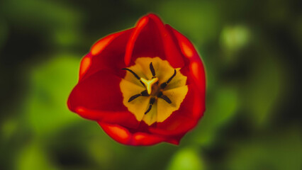 Red tulips, on a background of green grass, photo in the afternoon