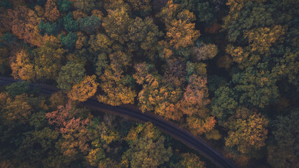 
road among the autumn forest, view from the drone