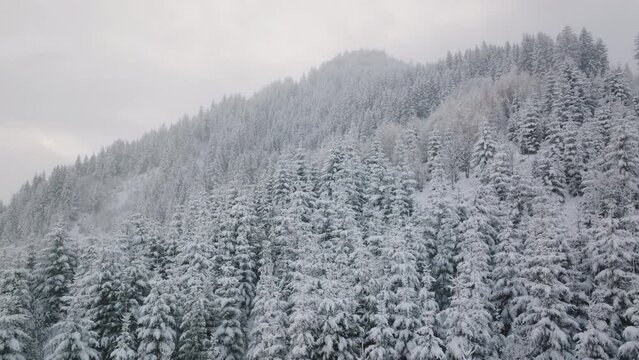 Drone Shot Of Dense, Lush, Snow Covered Forest