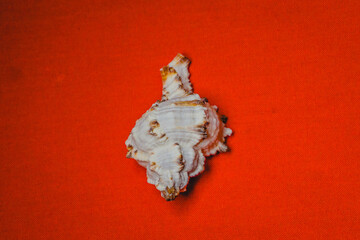 Shell on a yellow background, indoor photo