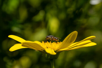 A fly pollinating a yellow daisy while feeding on it