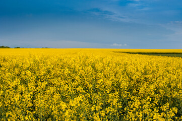Fototapeta premium rapeseed with blue sky, canola rapeseed plant