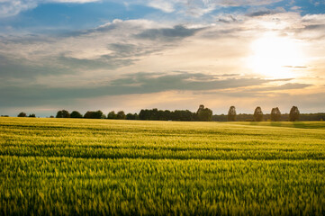 Beautiful landscape at sunset green rye and trees on the horizon.