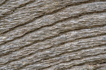 Background or texture of old wood with rings