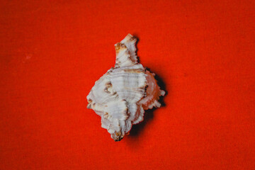 Shell on a yellow background, indoor photo