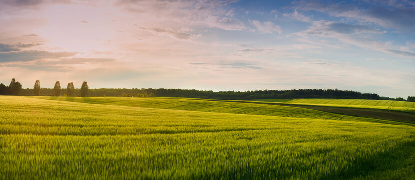 Beautiful landscape at sunset at field of spikelets in windy weather. There are trees on the horizon.