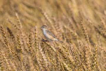 麦の穂にとまるセッカ