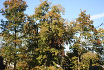 Fototapeta premium trees in autumn