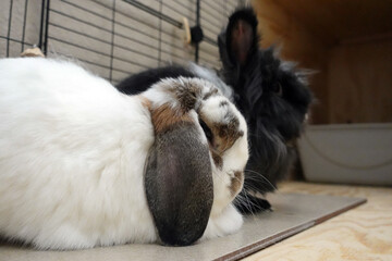 Two pet rabbits resting on a tile in their domestic enclosure