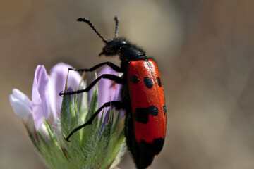 A multipotted mylabris beetle sits on a purple flower in an olive grove on Turkey's Aegean coast